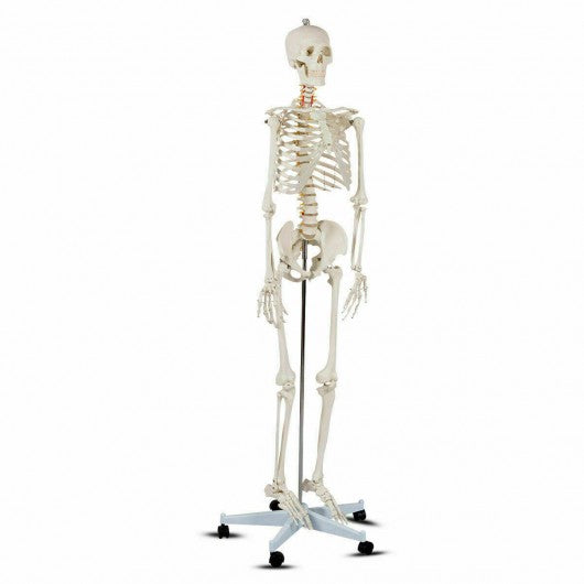 Medical School Human Anatomy Class Life-size Skeleton Model