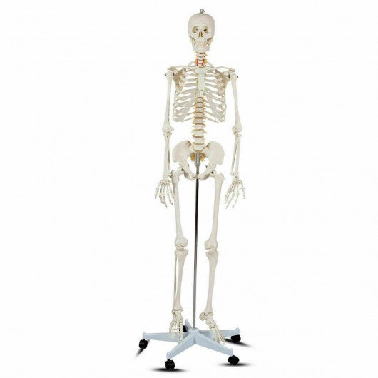 Medical School Human Anatomy Class Life-size Skeleton Model