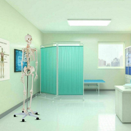 Medical School Human Anatomy Class Life-size Skeleton Model